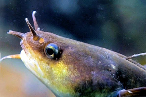 Ciliata mustela_0777834